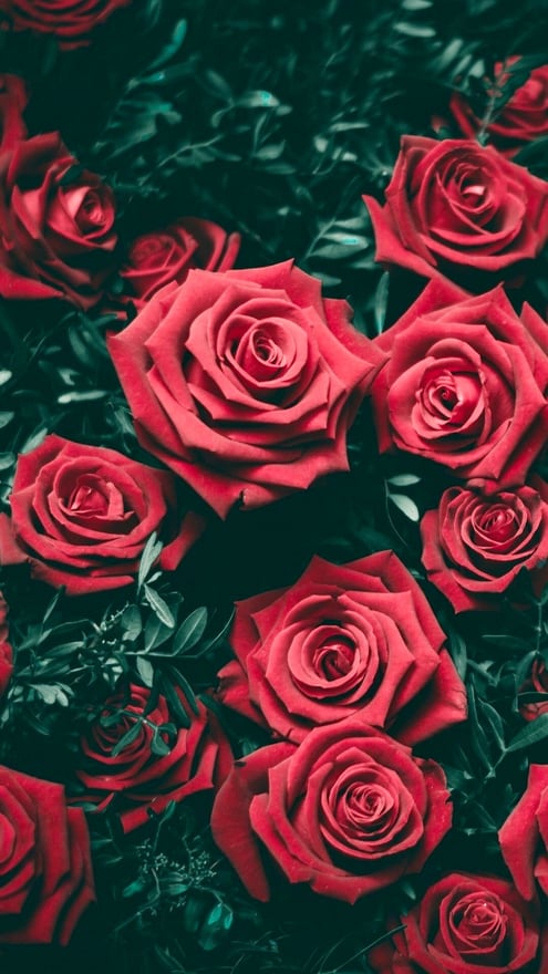 Close-up of vibrant red roses surrounded by dark green leaves on a textured background.