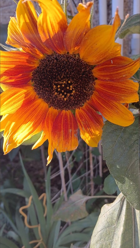 babyjen9223's Header