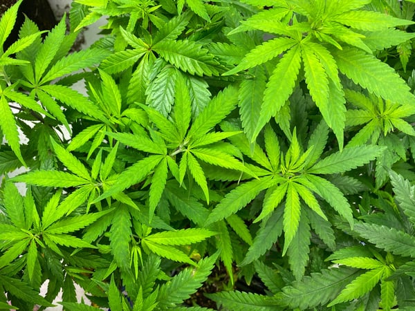 skyymarie.ak's Header