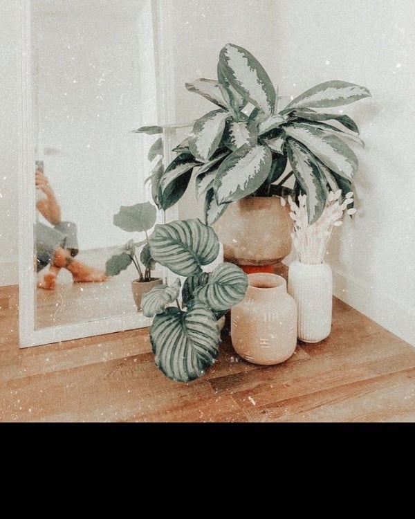 itsalissiaxo's Header