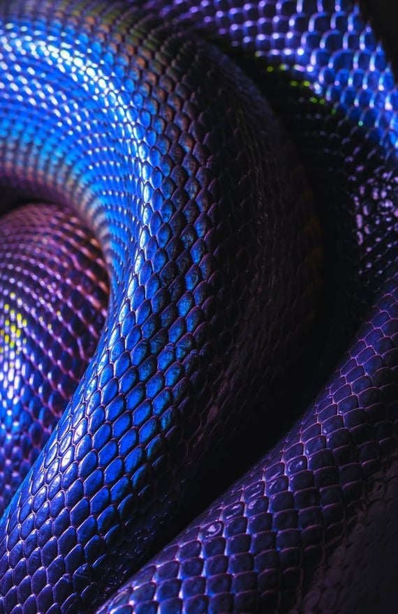 Close-up of a shimmering blue and purple snake coiled in a dynamic pose.
