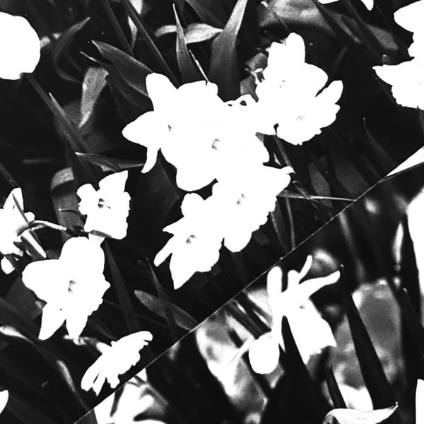 vampyr_lust's Header