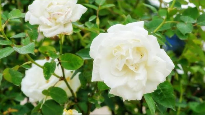 sweetallynaf's Header