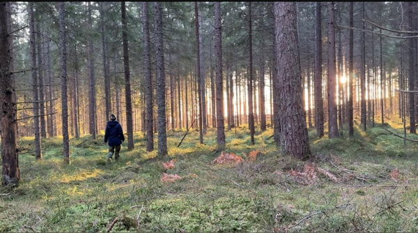 A person wearing a dark coat walks through a dense pine forest during sunset, with golden light filtering through the trees.