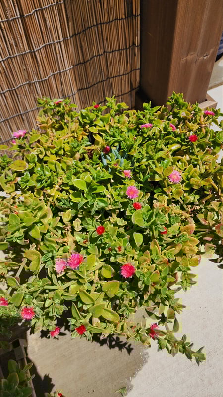 simona_fans's Header