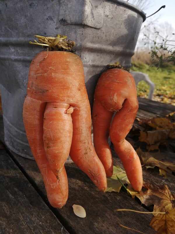 lilgidget2025's Header