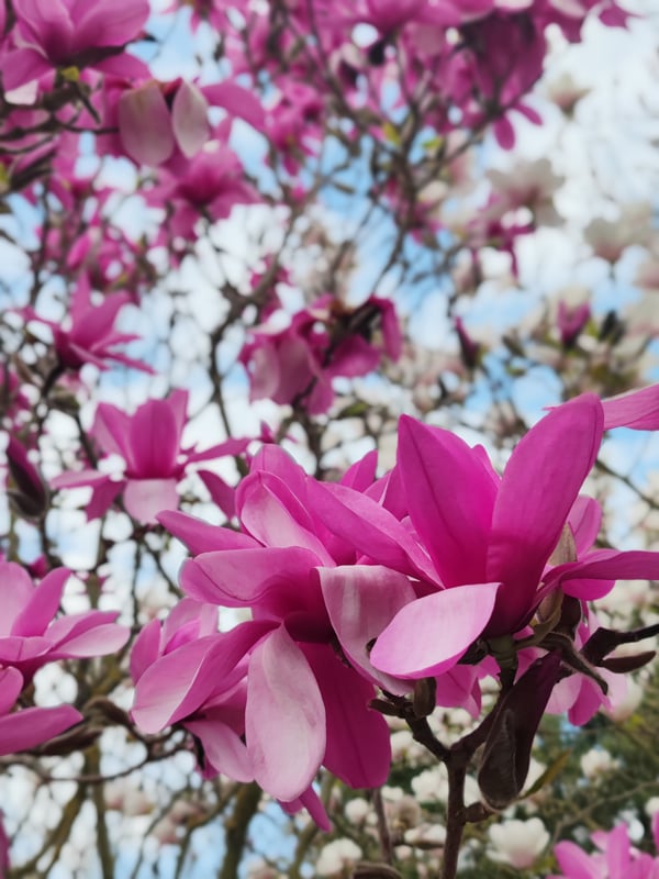 Close-up of blooming pink and white magnolia flowers against a clear blue sky.
