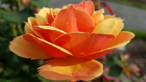 rosiblossom's Header
