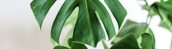 sweetpeachygal's Header