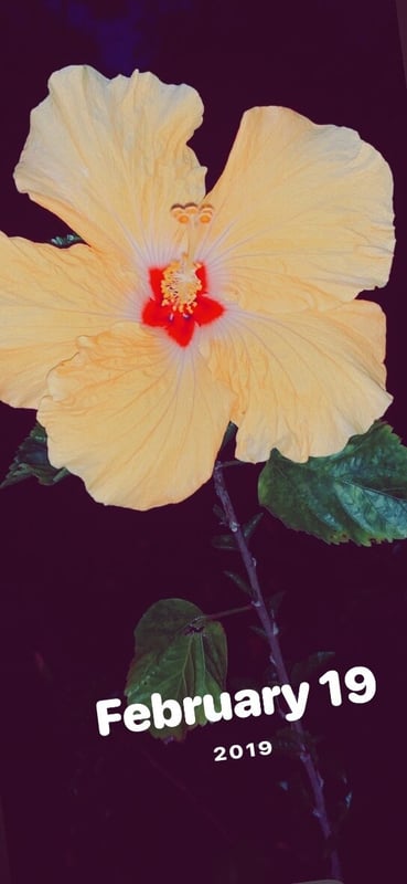 ashliesadwolf's Header