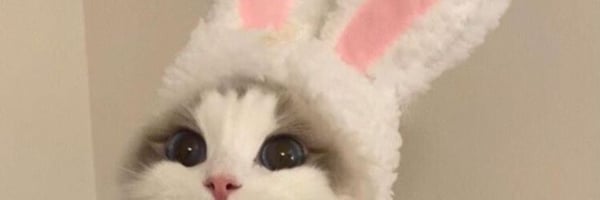 A cute cat wearing pink bunny ears, looking directly at the camera with big eyes.