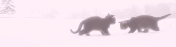 Two black cats playfully interacting in a snowy landscape with trees under a pink-tinted sky.