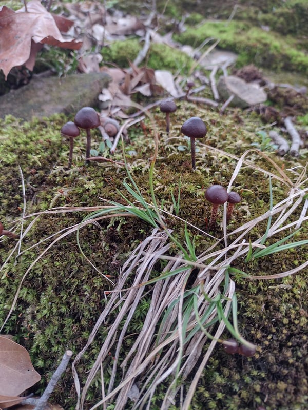Close-up view of small brown mushrooms growing on green moss among fallen autumn leaves in a forest setting.