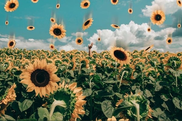 Vibrant artistic scene of a sunflower field under a blue sky with clouds and a hand raised among the flowers.