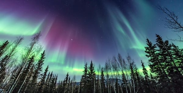 Vibrant display of the Northern Lights dancing over a forested landscape with tall trees silhouetted against the colorful sky.