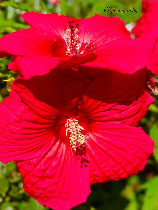 royaleblynzy's Header