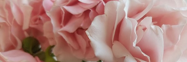 Close-up of vibrant pink flowers in soft focus against a blurred background.