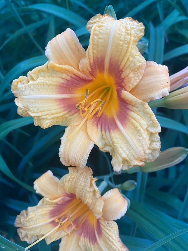 xaymarie112's Header