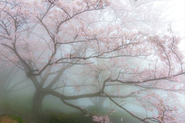 Misty cherry blossom trees in full bloom against a foggy background.