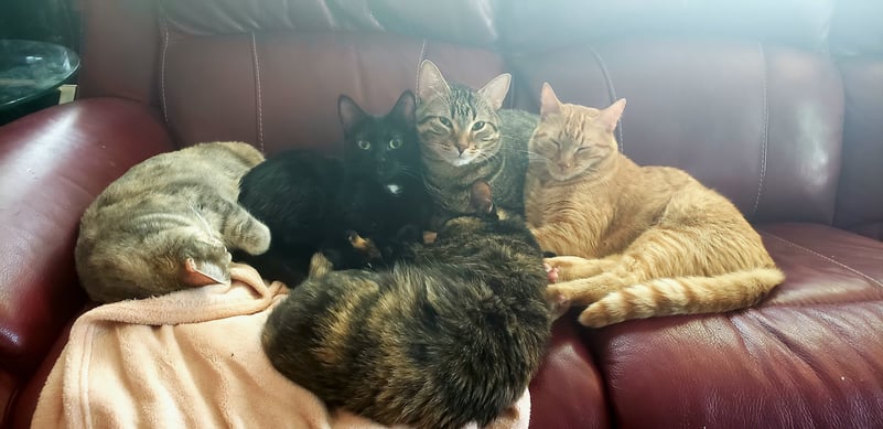 fantasyofmelody's Header