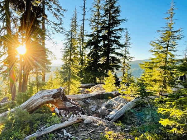 Scenic mountain landscape with evergreen trees, rocky terrain, and sunlight filtering through the forest.