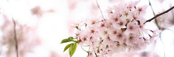 Close-up of delicate pink cherry blossom flowers in soft focus against a light background.
