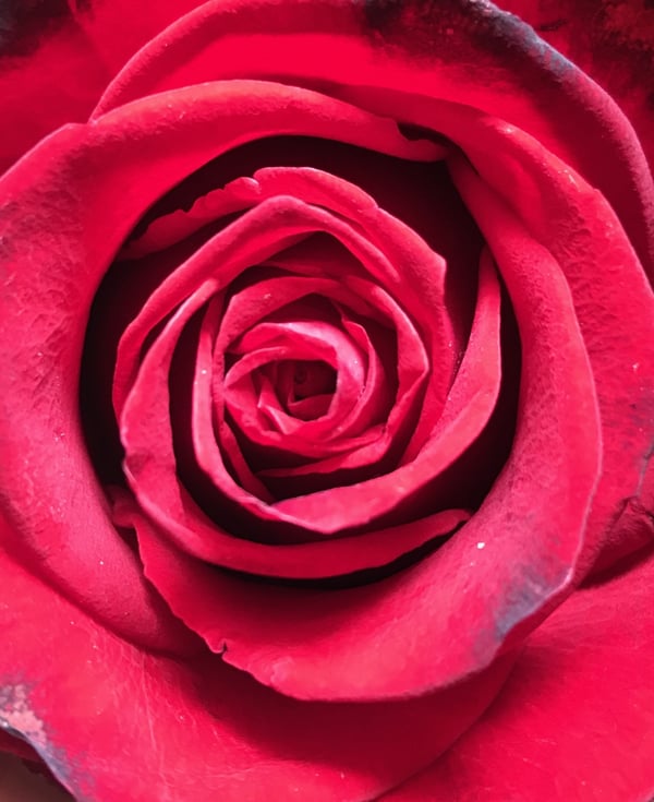 ishamelesss's Header