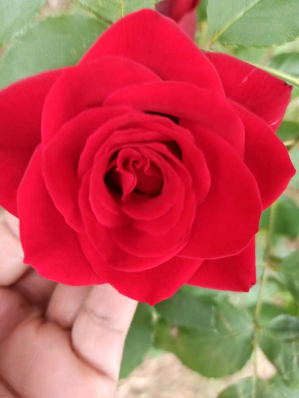 Close-up of a vibrant red rose held in a dark-skinned hand against a green leafy background.
