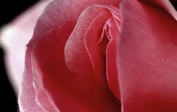 Close-up of a vibrant pink rose petal with dewdrops against a dark background.