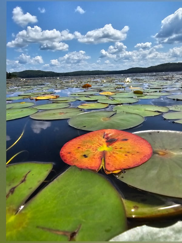 Scenic landscape of a lake surrounded by hills under a partly cloudy blue sky, featuring vibrant green and orange lily pads on the water.