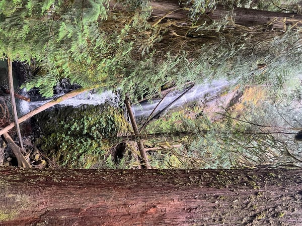 ivypearl42069's Header