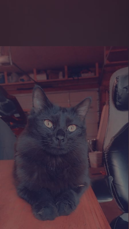 jessicastorm98's Header