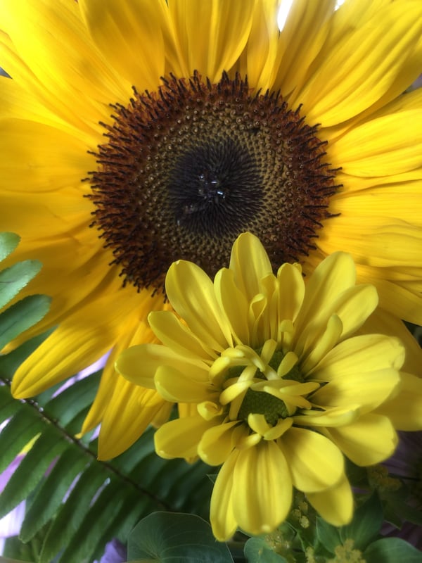 Close-up of vibrant yellow sunflowers with green leaves in the foreground.