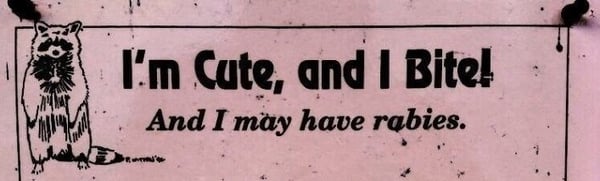 A pink sign featuring a cartoon raccoon with text reading 'I'm Cute, and I Bite. And I may have rabies.'