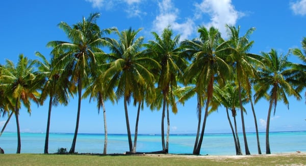 Scenic tropical beach landscape with tall palm trees lining the turquoise ocean shore under a clear blue sky.