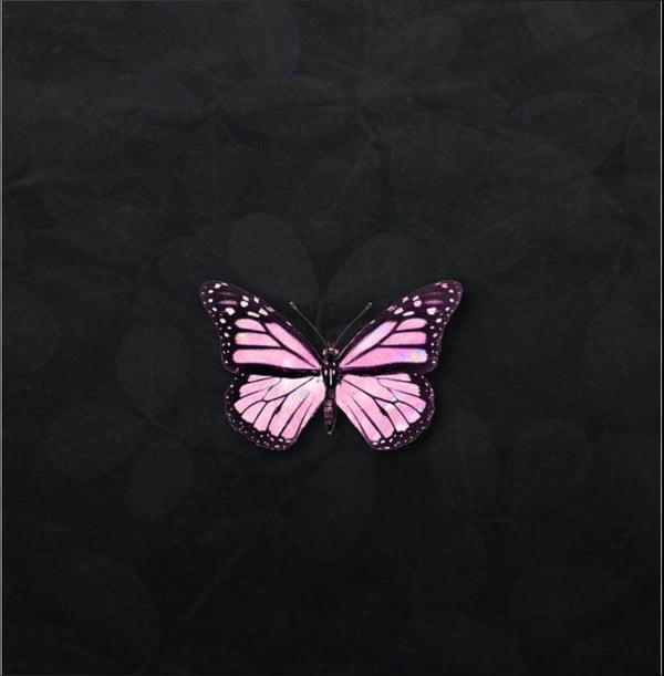 A vibrant pink butterfly with black and purple accents centered on a dark background.