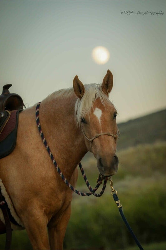 kelseathathorsegirl's Header