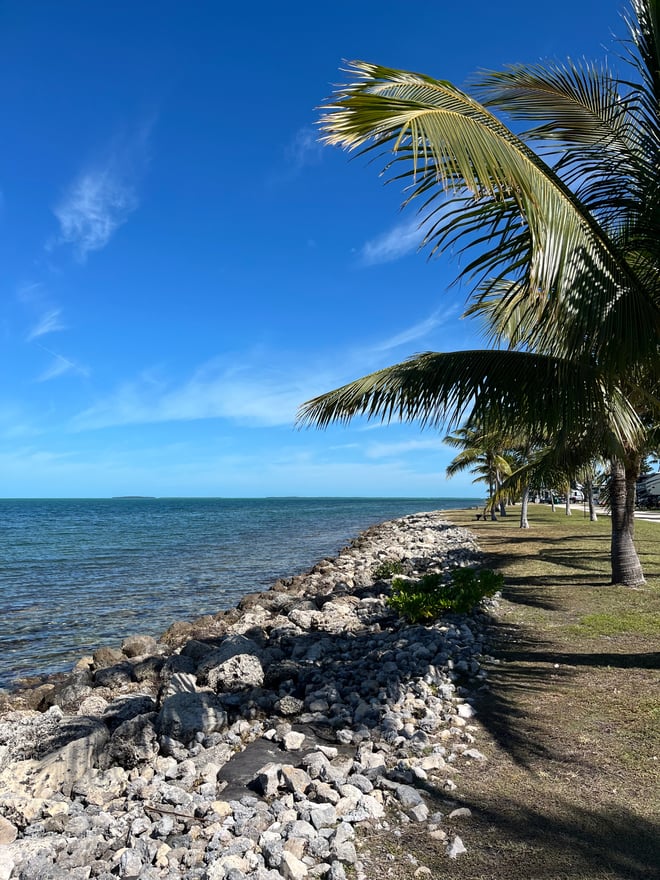 Scenic tropical beach view with palm trees swaying against a clear blue sky and calm turquoise waters along a rocky shoreline.