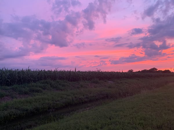 Scenic sunset over a field of corn and green grass with a dirt path.