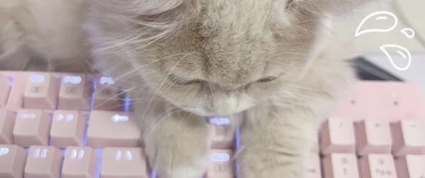 A fluffy cat sitting on a pink illuminated keyboard with cute decorative elements.