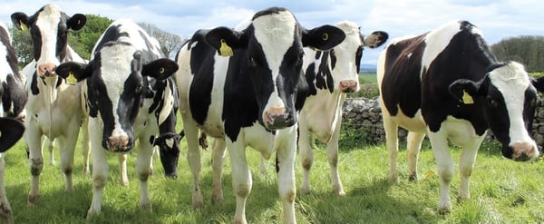 A group of black and white cows standing together on a grassy field against a stone wall under a cloudy sky.