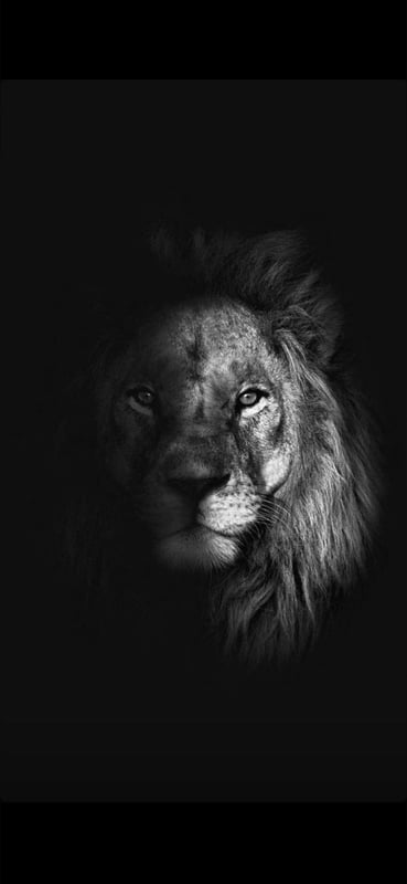 A close-up portrait of a lion with a fierce expression against a dark background.