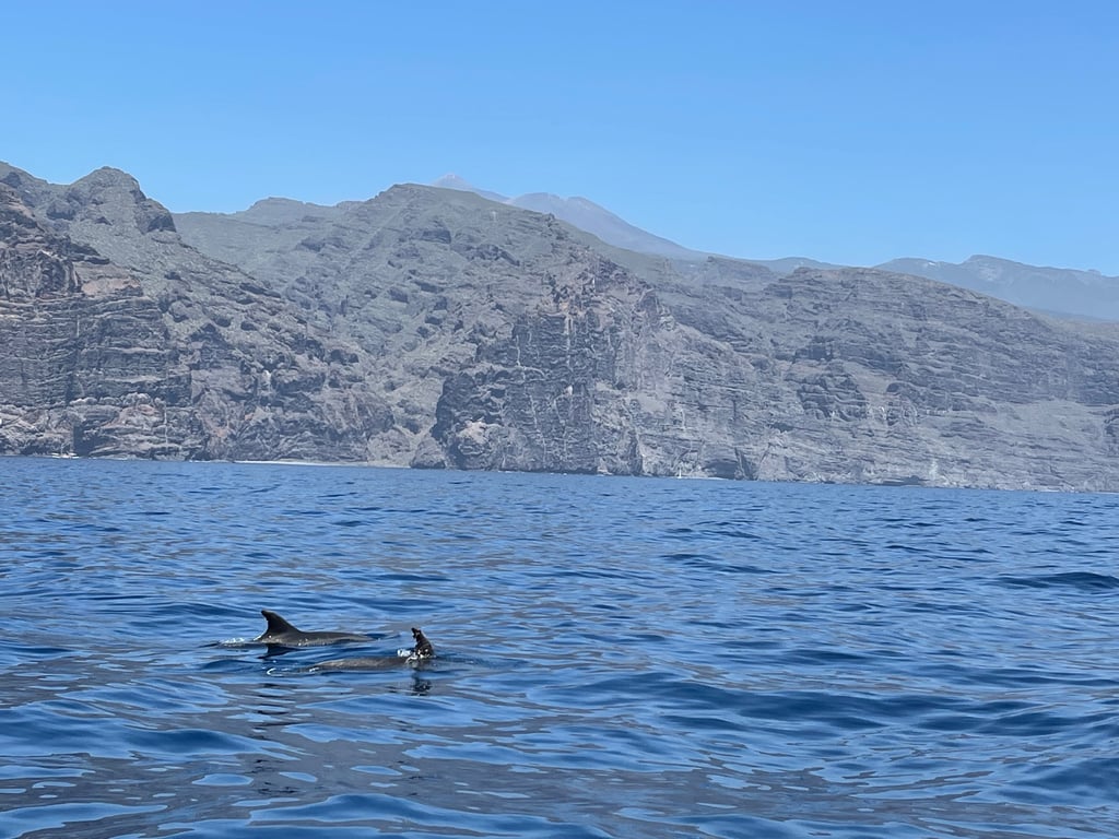 Dolphins Swimming Along Los Gigantes Cliffs