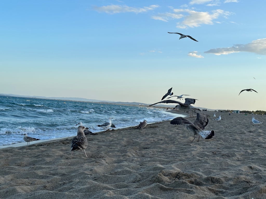 Seagulls on a Breezy Beach