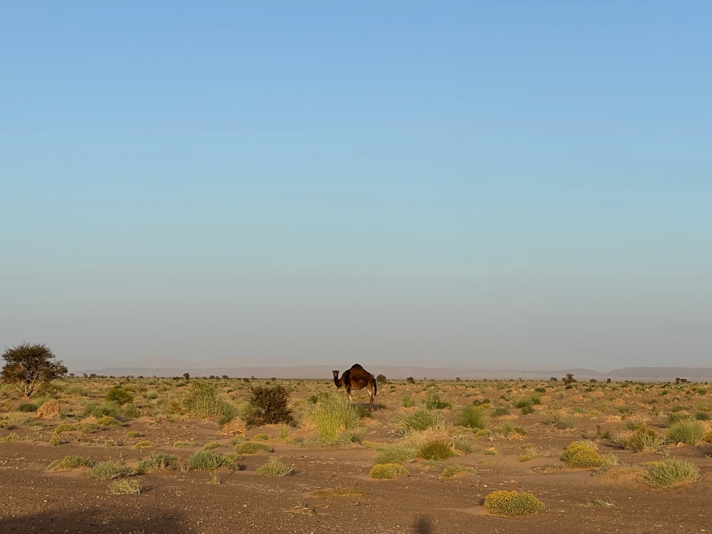 Lone Camel at Sunrise