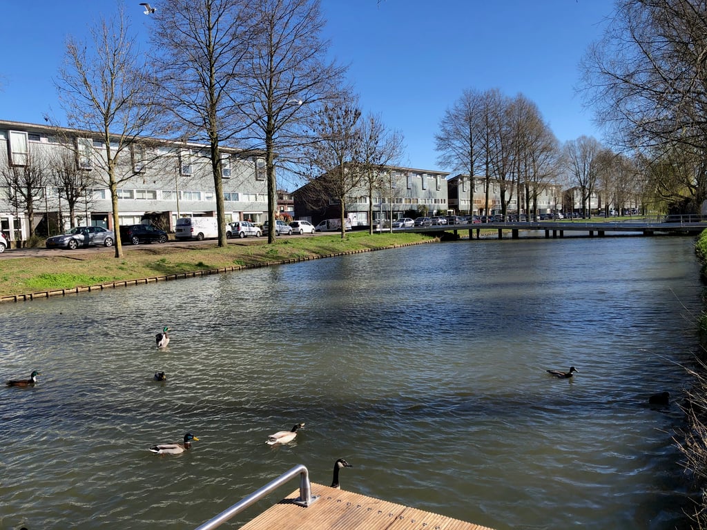 Urban Canal with Ducks on a Clear Spring Day