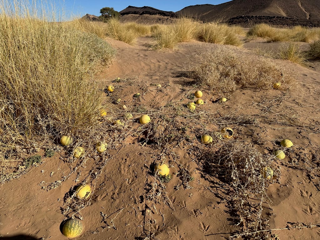 Wild Melons in the Desert