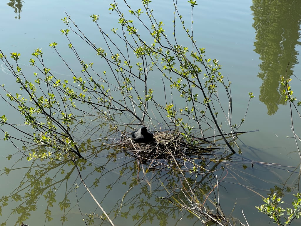 Coot Nesting on a Calm City Pond