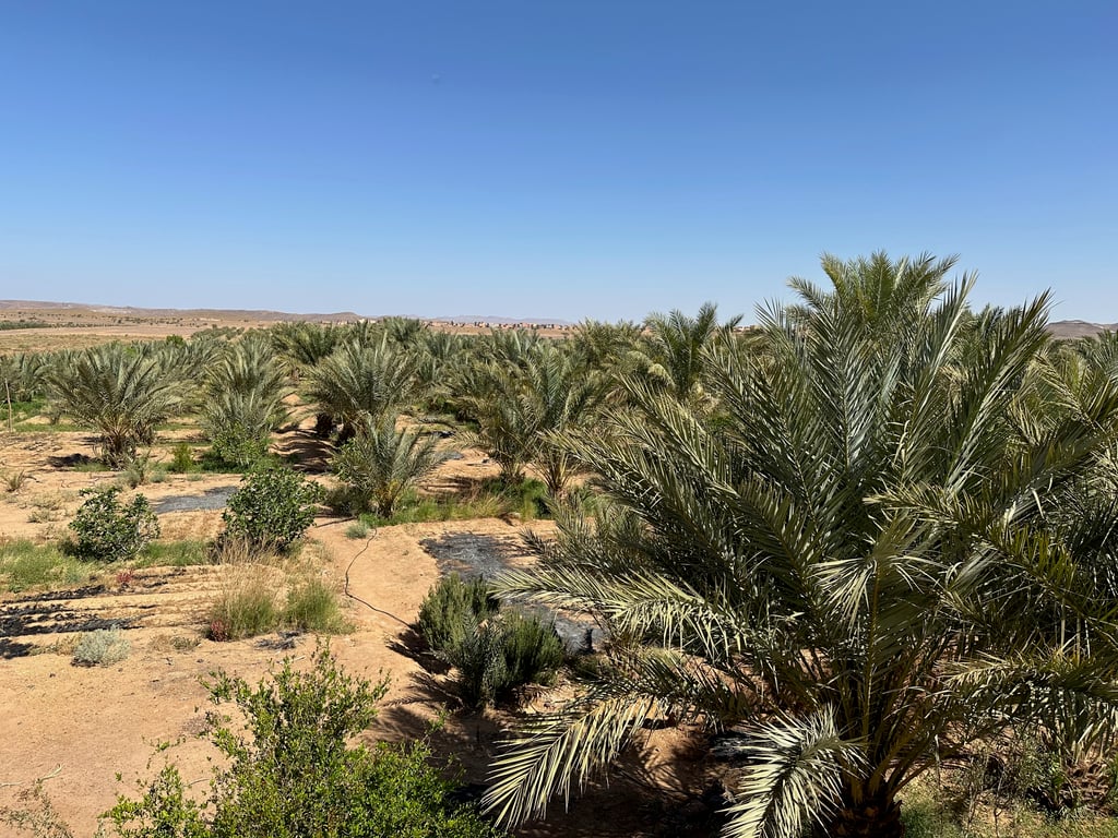Date Palm Grove in Desert Oasis