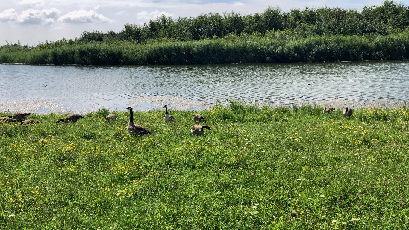 Canada Geese Grazing by a Tranquil Riverside